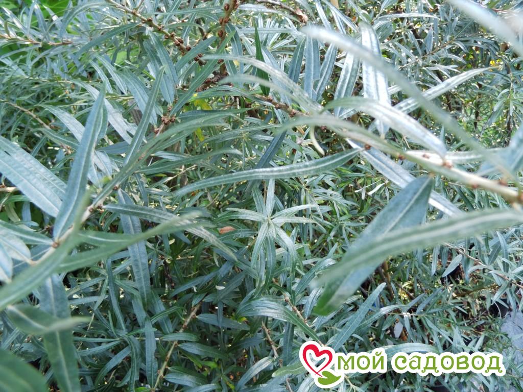 Облепиха мужская "Полмикс" (Pollmix)