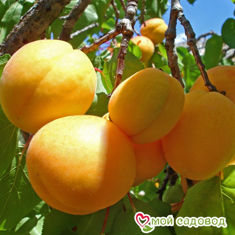 Абрикос Шалах (ананасный)