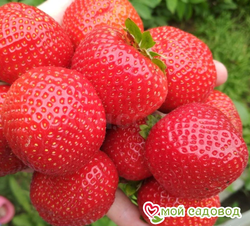 Клубника Румба (ранняя ягода)