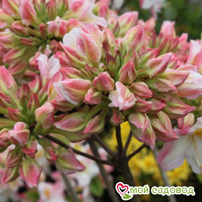 Азалия/Рододендрон листопадный Сатоми