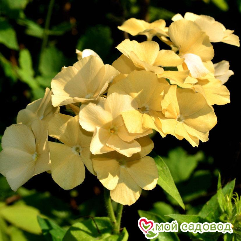 Комплект Флоксов 3шт.