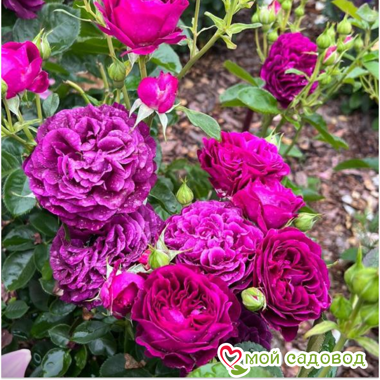 Роза Перпл Лодж